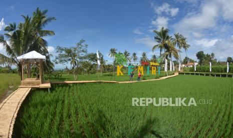 Pengunjung berjalan di hamparan sawah di Desa Wisata Kemiri, Panti, Jember, Jawa Timur, Rabu (31/3/2021). Desa Wisata Kemiri adalah desa wisata baru di Jember, yang memadukan wisata alam, pelestarian lingkungan, edukasi, dan pemberdayaan masyarakat desa.