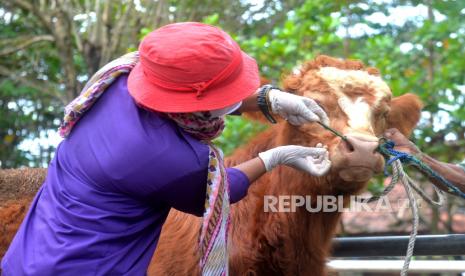 Veteriner Dinas Pertanian, Pangan, dan Perikanan Kabupaten Sleman memeriksa sapi di Pasar Hewan Ambarketawang, Sleman, Yogyakarta, Sabtu (21/5/2022). Pemeriksaan ini untuk antisipasi penyebaran penyakit mulut dan kuku (PMK) pada hewan ternak yang dijual. Selain itu, dinas terkait saat ini menghimbau pedagang untuk tidak membeli dan memasukkan hewan ternak dari luar Sleman.