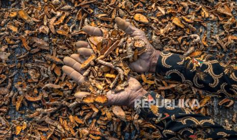 Petani menjemur kunyit (Curcuma longa) rajang di sentra pertanian kunyit (ilustrasi). Fitofarmaka atau obat dari bahan alam yang telah teruji klinis dapat menjadi kunci utama kemandirian farmasi nasional. 