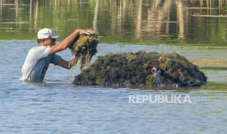 Petani memanen rumput laut di Desa Sedari, Cibuaya, Karawang, Jawa Barat, Ahad (8/8/2021). Kementerian Kelautan dan Perikanan menyebutkan komoditas rumput laut bisa mengganti kemasan plastik menjadi bioplastik untuk mengatasi sejumlah persoalan global seperti limbah plastik dan perubahan iklim sekaligus menjadi peluang bagi pengusaha sektor kelautan. 