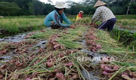 Petani memanen bawang merah. ilustrasi