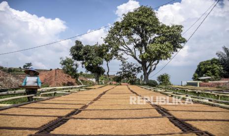 Petani tembakau mengangkat tembakau yang telah dijemur di Desa Banyuresmi, Sukasari, Kabupaten Sumedang. Pelaku industri rokok meminta pemerintah tak lagi meyederhanakan tarif cukai hasil tembakau atau cukai rokok maupun batasan produksi rokok. 