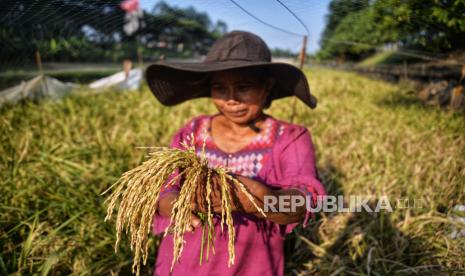 Epon Sukarsi (54) memanen padi yang ditanam di lahan kosong kawasan pinggiran Kanal Banjir Timur (KBT) , Duren Sawit, Jakarta, Rabu (4/9/2024). Panen ini merupakan panen perdana dan rencananya padi hasil panen tersebut sebagian akan dikonsumsi dan sebagian dijual untuk modal tanam kembali.Menurut Epon sudah banyak tetangganya yang meminta beras dari hasil panennya. Namun dia masih mencari tempat/jasa penggilingan padi terdekat.