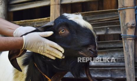 Solok Selatan Turunkan Tim Periksa Hewan Qurban. Ilustrasi