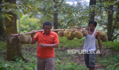 Petani memanggul durian hasil panen dari ladangnya (ilustrasi). Pemerintah Provinsi Kepulauan Bangka Belitung mendorong PT Segar Kumala Indonesia (SKI) Tbk untuk mengekspor buah-buahan lokal asal Negeri Serumpun Sebalai ini guna mendorong pertumbuhan ekonomi dan kesejahteraan petani buah.