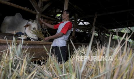 Pemkot Mojokerto Beri Pelatihan Pembuatan Pakan Ternak (ilustrasi).