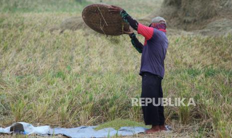 Sejumlah penduduk memisahkan jerami dan bulir gabah sisa panen di lahan persawahan kawasan Gedebage, Kota Bandung, Senin (9/10). Mereka mencari gabah sisa panen padi yang masih tertinggal di jerami atau jatuh di lahan persawahan. Hasilnya untuk di konsumsi sendiri, atau dijual kalau banyak.