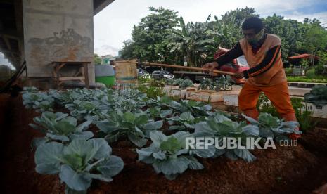 Petugas PPSU merawat tanaman sayur yang ditanam di bawah jalan tol Becakayu, Kalimalang, Jakarta, Senin (7/2/2022). Kolong jalan tol becakayu yang mulanya lahan tidak produktif tersebut kini dimanfaatkan sebagai lahan untuk memananam berbagai jenis sayuran sebagai upaya penghijauan sekaligus hasilnya dapat bermanfaat untuk warga sekitar. Lahan di bawah kolong tol Becakayu ini ditanami aneka sayuran, diantaranya sawi, selada, kol, terong, cabai, bayam, timun dan kangkung dan lainnya. DKI Jakarta Gencarkan Pertanian Perkotaan