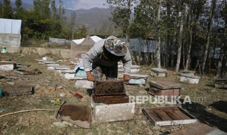  Seorang peternak lebah Kashmir bekerja di dalam pertaniannya di pinggiran Srinagar, ibu kota musim panas Kashmir India, 13 Oktober 2020. Banyak petani lokal menghasilkan madu dengan menggunakan sarang lebah modern. Lebah madu dipelihara untuk mendapatkan madu, lilin lebah dan royal jelly. Pemeliharaan lebah di Kashmir membutuhkan sedikit lebih banyak perawatan selama musim dingin karena suhu turun di bawah nol derajat membuat peternakan lebah menjadi tantangan.