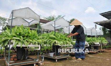 Petani bersiap memanen sayur siomak di Kebun Maisa Petani, Ciganjur, Jakarta Selatan, Rabu (6/11/2024). NFA bicara terkait pemangkasan anggaran.