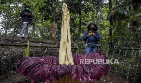 Jurnalis mengambil gambar menggunakan gawai tumbuhan Amorphopallus Titanium atau bunga bangkai raksasa yang mengalami fase mekar di Taman Hutan Raya (Tahura) Ir Djuanda, Jalan Ir H Juanda, Bandung, Senin (25/1). Bunga bangkai setinggi dua meter koleksi Tahura yang masuk klasifikasi langka menurut Badan Konservasi Dunia (International Union for Conservation of Nature/IUCN) dan kategori tanaman dilindungi tersebut diketahui merekah pada Sabtu (23/1) serta mengeluarkan bau tidak sedap. Foto: Abdan Syakura/Republika