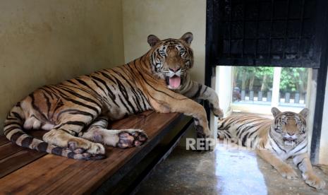 Harimau benggala (Panthera tigris tigris) koleksi objek wisata taman rusa berada dalam kandang di Gampong Lam Tanjong, Sibreuh, Aceh Besar, Aceh, Ahad (12/6/2022). Harimau Benggala yang memiliki tubuh lebih besar dari harimau Sumatra (Panthera trigis Sumatrae) koleksi tempat wisata taman rusa itu didatangkan dari Bali Zoo, Denpasar. 