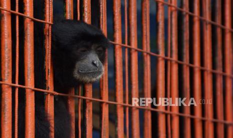 Penjaga kebun binatang mengatakan para hewan tidak memperhatikan ketiadaan kunjungan manusia itu. Para hewan tetap bermain dan berkumpul bersama kawanan di kandangnya masing-masing.