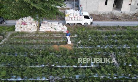 Petani menabur pupuk organik ke lahan pertaniannya di Kabupaten Sigi, Sulawesi Tengah, Jumat (10/2/2023). 