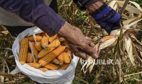 Petani memanen jagung untuk kebutuhan bahan baku pakan ternak ayam di Desa Babakan Kondang, Kecamatan Cikoneng, Kabupaten Ciamis, Jawa Barat, Rabu (7/9/2022).