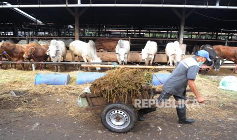 Pekerja sedang membawa pakan rumput di Rumah Potong Hewan (RPH) PD Dharma Jaya, Jakarta, Kamis (16/7). Sebanyak 80 hingga 100 ekor perhari dilakukan pemotongan untuk memenuhi kebutuhan pasar. Foto: Tahta Aidilla/Republika.