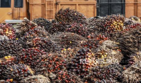 Pekerja memindahkan buah sawit yang baru dipanen di perkebunan kelapa sawit di Deli Serdang, Sumatra Utara.