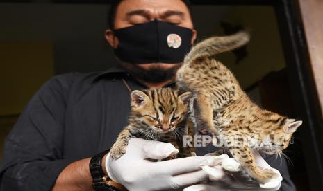 Warga Tulungagung Serahkan Kucing Hutan ke BKSDA Kediri (ilustrasi).