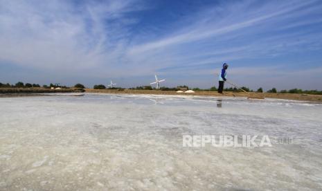 Petambak memanen garam di Losarang, Indramayu, Jawa Barat (ilustrasi). Pemerintah menyiapkan dua cara untuk meningkatkan kualitas garam dalam negeri.