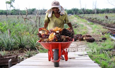 Seorang pekerja mengangkut Tandan Buah Segar (TBS) kelapa sawit dari dalam rakit di Desa Rantau Bais, Rokan Hilir, Riau, Senin (8/3/2021). Harga tandan buah segar (TBS) kelapa sawit Riau untuk tanaman usia 10-20 tahun menembus rekor tertinggi Rp 4.183,51 per kg.