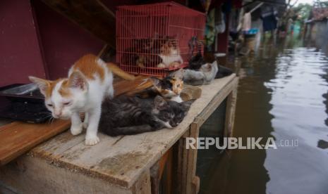 Sejumlah kucing berada di atas kandang saat banjir merendam kawasan Tirto, Pekalongan, Jawa Tengah, Kamis (23/2/2023). Berdasarkan data BPBD Kota Pekalongan, hujan deras dan lebat disertai angin kencang pada Rabu (22/3) mengakibatkan sejumlah sungai di Kota Pekalongan meluap yang berdampak beberapa wilayah banjir dengan ketinggian antara 10-50 centimeter. Banjir di Pekalongan Meluas ke Tiga Kecamatan