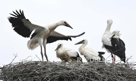 Flu Burung di Israel Sebabkan Ribuan Burung Bangau Mati