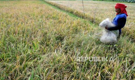 Petani menggulung jaring di lahan siap panen di persawahan Potorono, Bantul, Yogyakarta, Jumat (28/8). Wakil Presiden Ma'ruf Amin menyoroti ketahanan pangan nasional setelah terjadi pandemi Covid-19. Ma'ruf mengatakan, sebagaimana peringatan Badan Pangan dan Pertanian Dunia atau FAO, salah satu dampak pandemi Covid-19 yang perlu menjadi perhatian adalah terjadinya kelangkaan dan krisis pangan dunia.