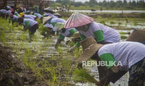 Petani menanam padi di lokasi Food Estate di Kecamatan Dadahup, Kabupaten Kapuas, Kalimantan Tengah, Selasa (6/4/2021). Kementerian Pertanian hingga saat ini telah merealisasikan lahan tanam seluas 29.032 hektare dari target lahan seluas 30 ribu hektare di lokasi program Food Estate yang dikembangkan di Provinsi Kalimantan Tengah.