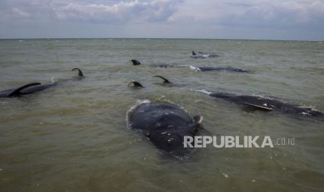 Bangkai paus pilot sirip pendek terdampar di pantai di Bangkalan, Pulau Madura, Jawa Timur, Indonesia, 19 Februari 2021. Puluhan paus pilot bersirip pendek terdampar di perairan dangkal di pulau Madura, Kementerian Kelautan dan Perikanan mengumumkan .