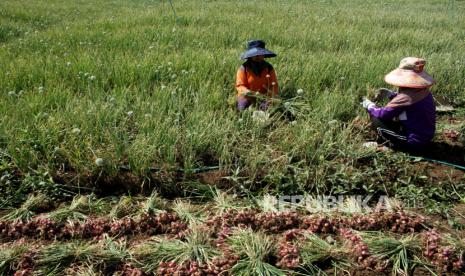 Petani bawang merah. 