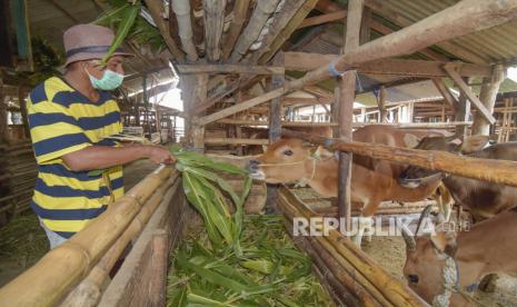 Peternak memberi makan sapi miliknya di kandang penggemukan sapi Reyan Baru di Kecamatan Gerung, Lombok Barat, NTB. Ratusan peternak sapi yang tergabung dalam kelompok ternak Reyan Baru di daerah tersebut memanfaatkan dana KUR  BRI untuk mengembangkan usaha penggemukan sapi mereka sejak 2010. 