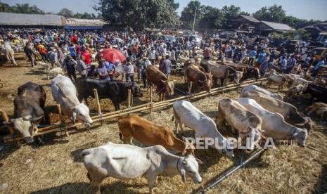 Penjualan Hewan Qurban di Medan tidak Terpengaruh Pandemi (ilustrasi).