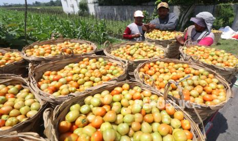 Buruh tani menata tomat dalam keranjang saat panen (ilustrasi).  Harga tomat di pasaran mendadak melonjak. Hal ini dipicu oleh tingginya permintaan pasar di saat produksi petani mengalami penurunan.