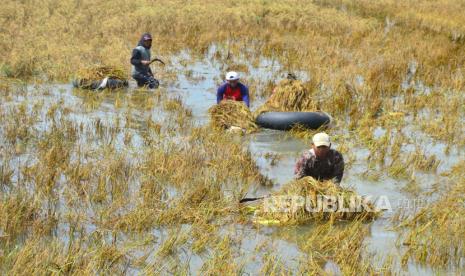 Petani memanen padi yang terendam banjir. Ilustrasi