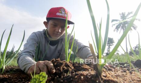 Petani merawat tanaman daun bawang di Songgon, Banyuwangi, Jawa Timur, Selasa (9/2/2021). Badan Penyuluhan dan Pengembangan SDM Pertanian (BPPSDMP) Kementerian Pertanian mencatat petani muda di Indonesia yang berusia 20-39 tahun hanya berjumlah 2,7 juta orang atau sekitar delapan persen dari total jumlah petani di Indonesia. 