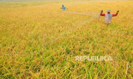 Petani melepas jaring hama burung di tanaman padi siap panen di Desa Hadipolo, Kudus, Jawa Tengah, Ahad (12/11/2023).