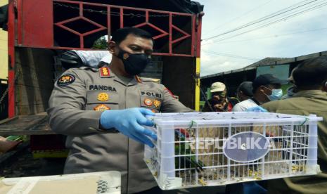 Kabid Humas Polda Lampung Kombes Pol Zahwani Pandra Arsyad menunjukkan barang bukti burung dilindungi jenis Takur Tutut atau Red-crowned Barbet (Megalaima Rafflesii) di lokasi Pusat Penyelamat Satwa Lampung, Lampung, Selasa (22/6). 