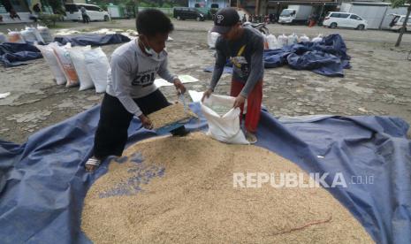 Harga gabah di tingkat petani di Kabupaten Indramayu mengalami kenaikan. 