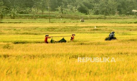 Ilustrasi para petani memanen  secara tradisional di sawah.Pakar UGM soroti minimnya minat generasi muda untuk bertani