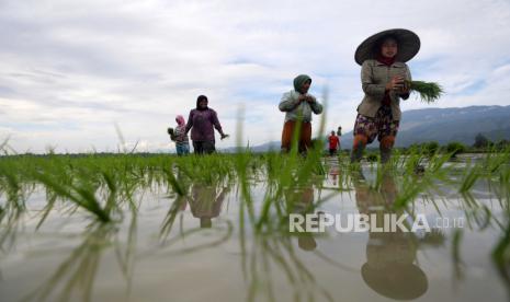  Pekerja menanam benih padi di sawah di Aceh Besar, Indonesia, 02 Juli 2021. Pemerintah daerah Aceh mendorong masyarakat dan petani untuk menggencarkan sektor pertanian agar tetap bertahan di masa pandemi COVID-19, karena sektor pertanian tidak terlalu terkena dampak buruk dari pandemi.