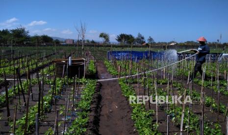 Petani menyiram tanaman cabai di lahan pertanian pesisir Bantul, Yogyakarta, Selasa (30/6). Warga pesisir Selatan Bantul berhasil mengembangkan pertanian pesisir. Komoditas seperti cabai, bawang merah, dan sayuran menjadi pilihan utama petani di sana.