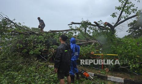 Petugas Dinas Lingkungan Hidup memotong batang pohon tumbang yang menutup badan jalan di Kaujon, Kota Serang, Banten, Selasa (1/3/2022). Hujan deras disertai angin kencang mengakibatkan sejumlah pohon tumbang, longsor serta banjir di sejumlah titik di Serang dan sekitarnya. Kabupaten Tangerang Kerahkan Petugas Bereskan Pohon Tumbang