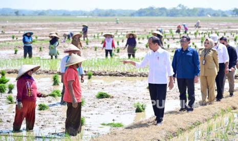 Presiden Joko Widodo meninjau penanaman padi dan menyerap aspirasi para petani di Kecamatan Kesesi, Kabupaten Pekalongan, Provinsi Jawa Tengah, Rabu (13/12/2023).