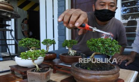 Pegiat bonsai merawat tanaman Sancang (Premna Microphyla) di Jember Bonsai Community (JBC), Sumbersari, Jember, Jawa Timur, Rabu (8/9/2021). JBC mengembangkan kampung wisata bonsai karena di kawasan itu ada ratusan jenis bonsai yang dijual mulai harga Rp50.000 hingga jutaan rupiah, dan dikembangkan oleh puluhan kepala keluarga untuk mendongkrak kesejahteraan warga. 