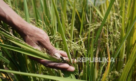 Petani menunjukkan tanaman padi sisa dimakan burung Pipit di persawahan Desa Jambon, Kandangan, Temanggung, Jawa Tengah, Senin (18/9/2023). 