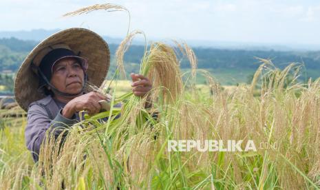 Jatiluwih dan Tradisi Panen Beras Merah yang Mendunia