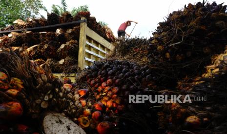 Pekerja menyusun tandan buah segar (TBS) kelapa sawit ke atas mobil di Tarailu, Mamuju, Sulawesi Barat (ilustrasi)