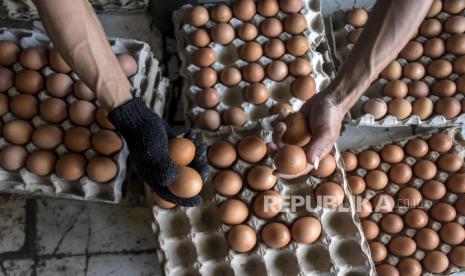 Pekerja menyortir telur ayam di salah satu sentra penjualan telur ayam di Jalan Ibrahim Adjie, Batununggal, Kota Bandung, Jawa Barat, Kamis (25/5/2023). Berdasarkan keterangan pedagang, harga telur ayam mengalami kenaikan menjadi Rp32 ribu dari yang semula Rp27 ribu. Kenaikan harga tersebut salah satunya disebabkan oleh harga pakan ayam yang meningkat.