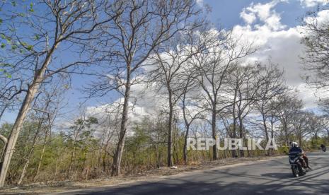 Pengendara sepeda motor melintas dekat pohon yang meranggas 