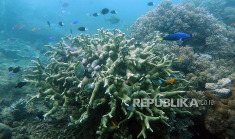 Panorama terumbu karang di zona konservasi bawah laut Pantai Bangsring, Banyuwangi, Jawa Timur, Ahad (13/12/2022). 